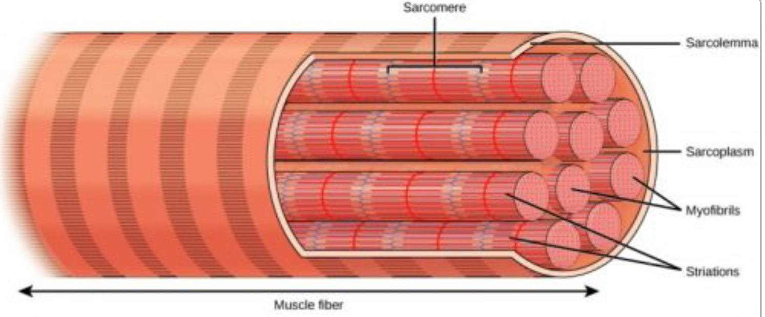 <p><strong>Myofibrils: </strong>Smaller fibers that make up one muscle cell</p><p><strong>Sarcolemma: </strong>Membrane that holds myofibrils together</p><p><strong>Sarcoplasmic Reticulum: </strong>The endoplasmic reticulum of the muscles that stores calcium and coats every myofibril</p><p><strong>Sarcomere: </strong>Packet of protein located on myofibrils</p><p><strong>Many nuclei: </strong>part of the reason why it challenges cell theory because they are a fusion of many stem cells (myoblasts), they’re also very large</p>
