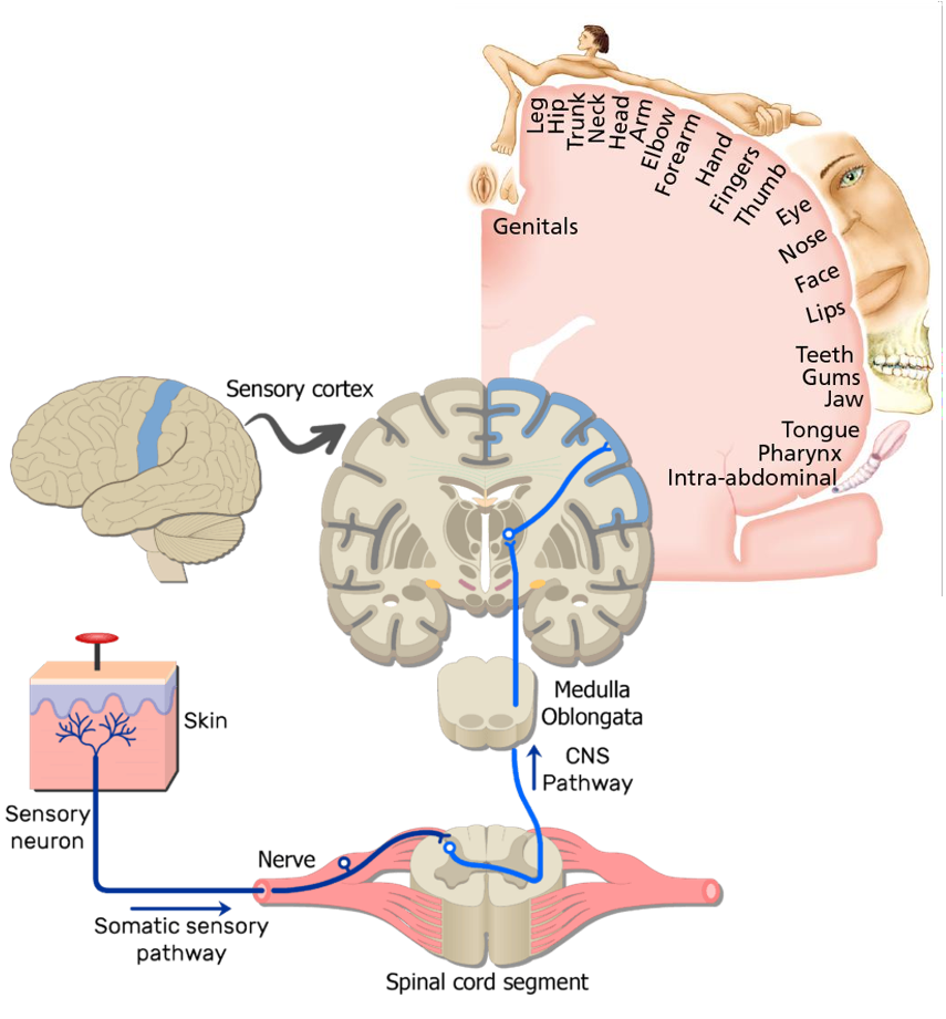 <p>1) <u>Primaire somatosensorische cortex (S1)</u></p><ul><li><p>huidreceptoren (tast, druk, temperatuur, pijn) ontvangen signalen</p></li><li><p>via synaps dorsale hoorn in ruggenmerg & thalamus projectie op S1</p></li><li><p>lokalisatie prikkel — gevoeligste lichaamsdelen representatief grootste oppervlakte (homunculus)</p></li></ul><p>2) <u>Secundaire somatosensorische cortex (S2)</u></p><ul><li><p>gevoeligheid voor & interpretatie van sensorische prikkels</p></li></ul><p></p>