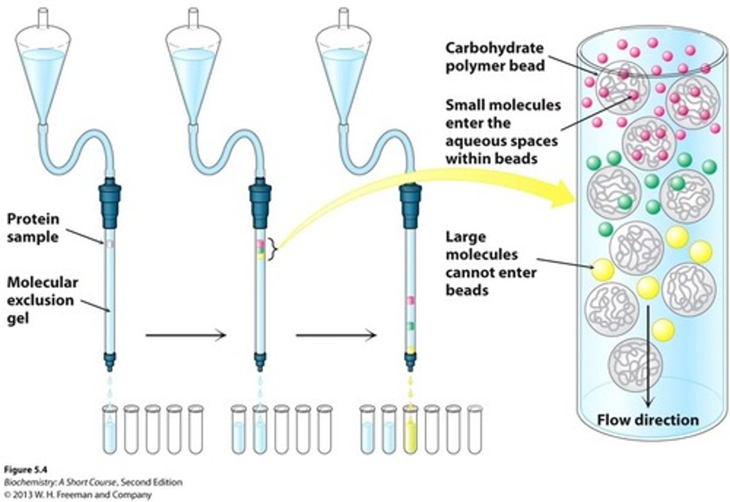 <p>Small molecules enter spaces in beads, large flow through and elute first</p>