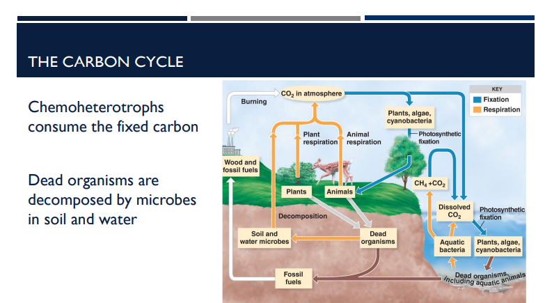 <p>What happens when organisms die in relation to the Carbon Cycle?</p>