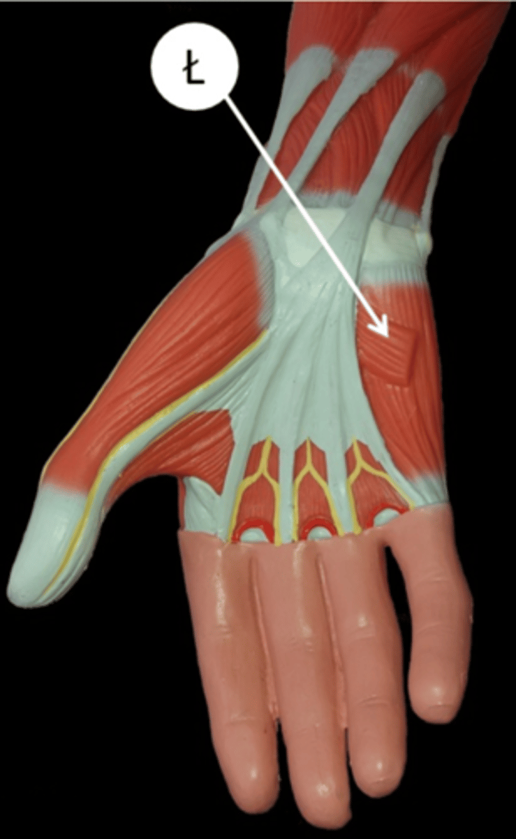 <p>palmar aponeurosis</p>