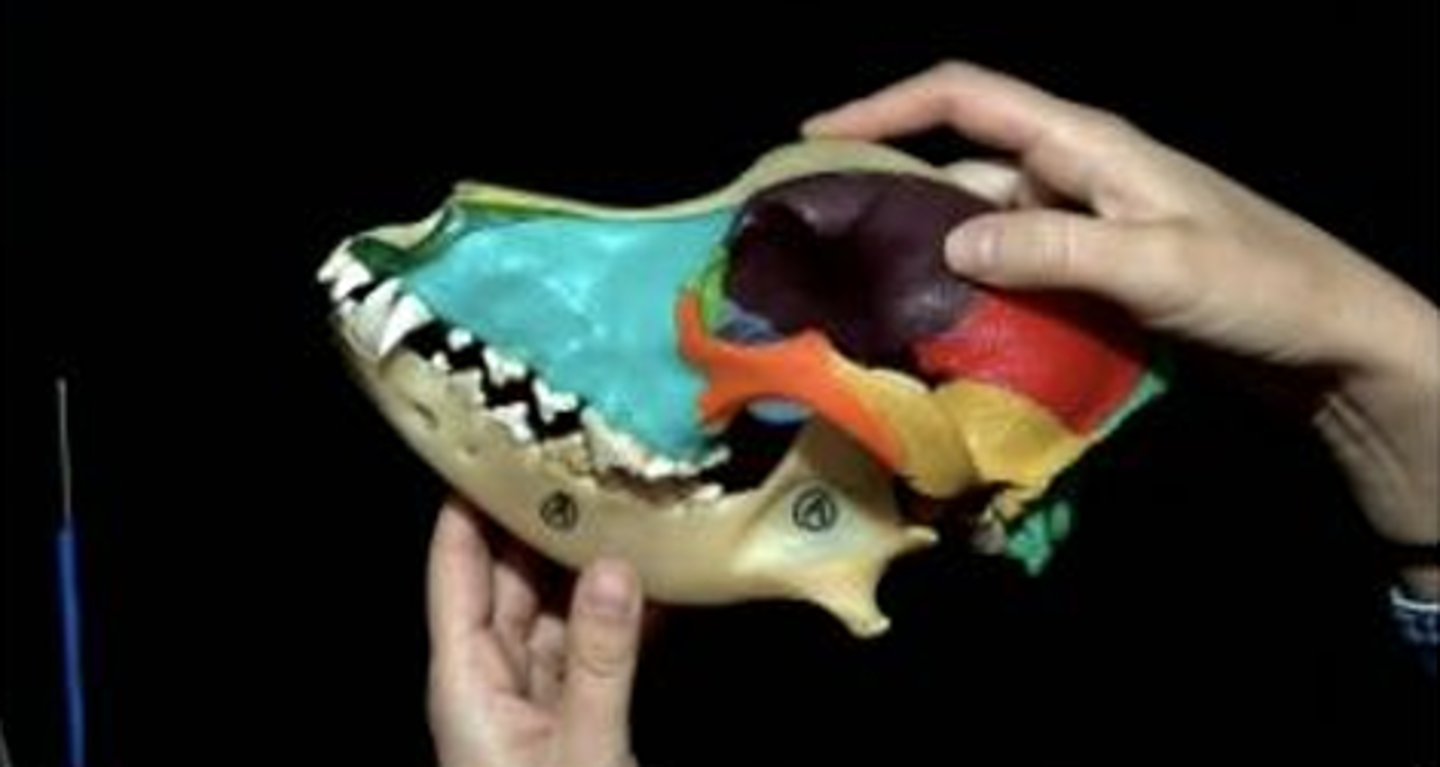 <p>compromises the cranium and mandible</p>