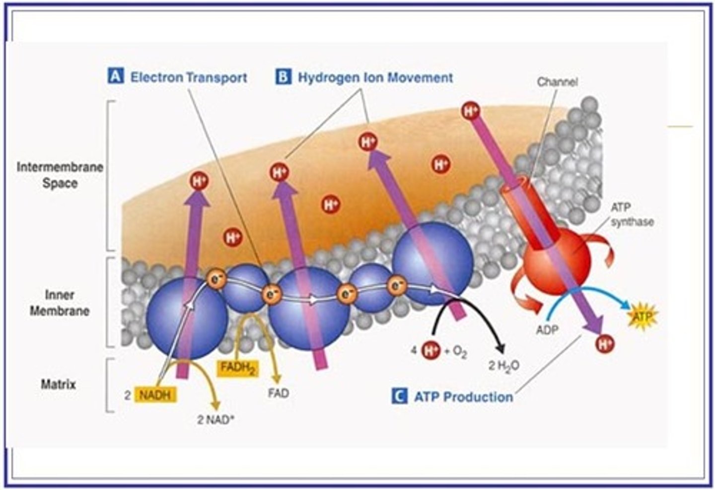 <p>Oxygen</p><p>Oxygen picks up the electrons at the end of the electron transport chain and 2 protons entering the matrix.</p><p>Water is formed</p>