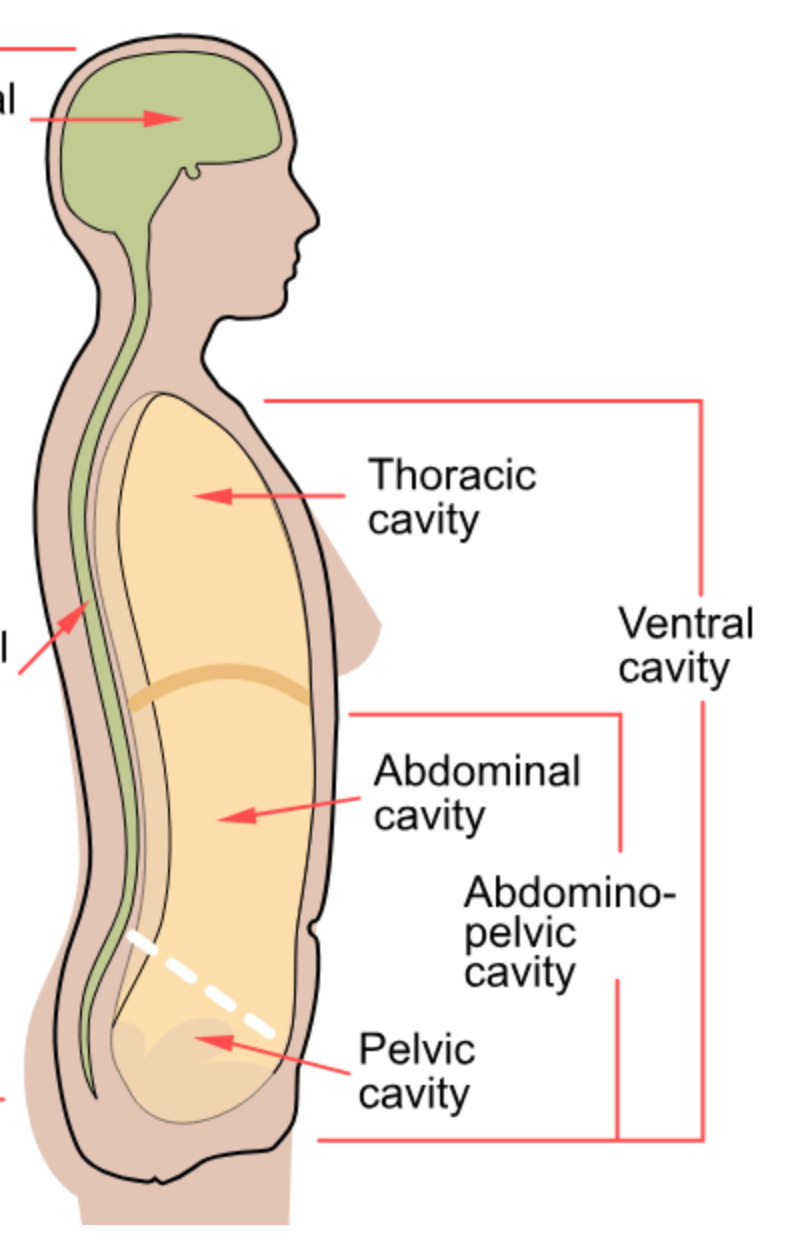 <p>Larger cavity divided into thoracic and abdominopelvic cavities.</p>