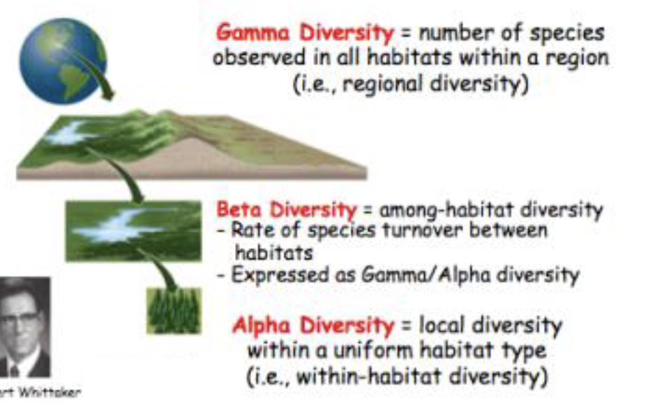 <p>spatial differentiation, or the variation in species composition among sites within a region of interest</p>