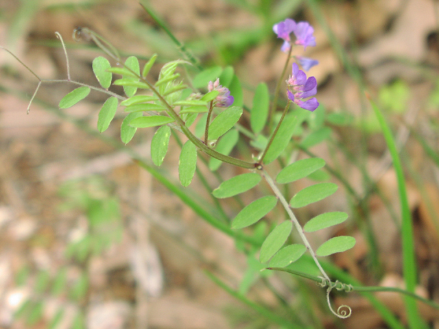 Family: Fabaceae

SN: Vicia ludoviciana