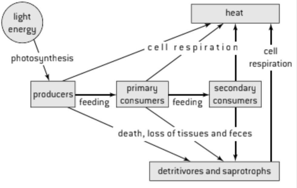 <p>involves:</p><ul><li><p><strong><span style="color: yellow">all organisms use respiration to use release stored energy</span></strong></p></li></ul><p>gets:</p><ul><li><p>converted to <strong><span style="color: red">heat</span></strong></p></li><li><p><strong><span style="color: red">the heat cannot be returned to chemical energy</span></strong></p></li><li><p><strong><span style="color: blue">leaves</span></strong> the system</p></li><li><p>gets replaced by sunlight (light energy)</p></li></ul>