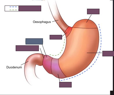 <p>name the blue region of the stomach</p>