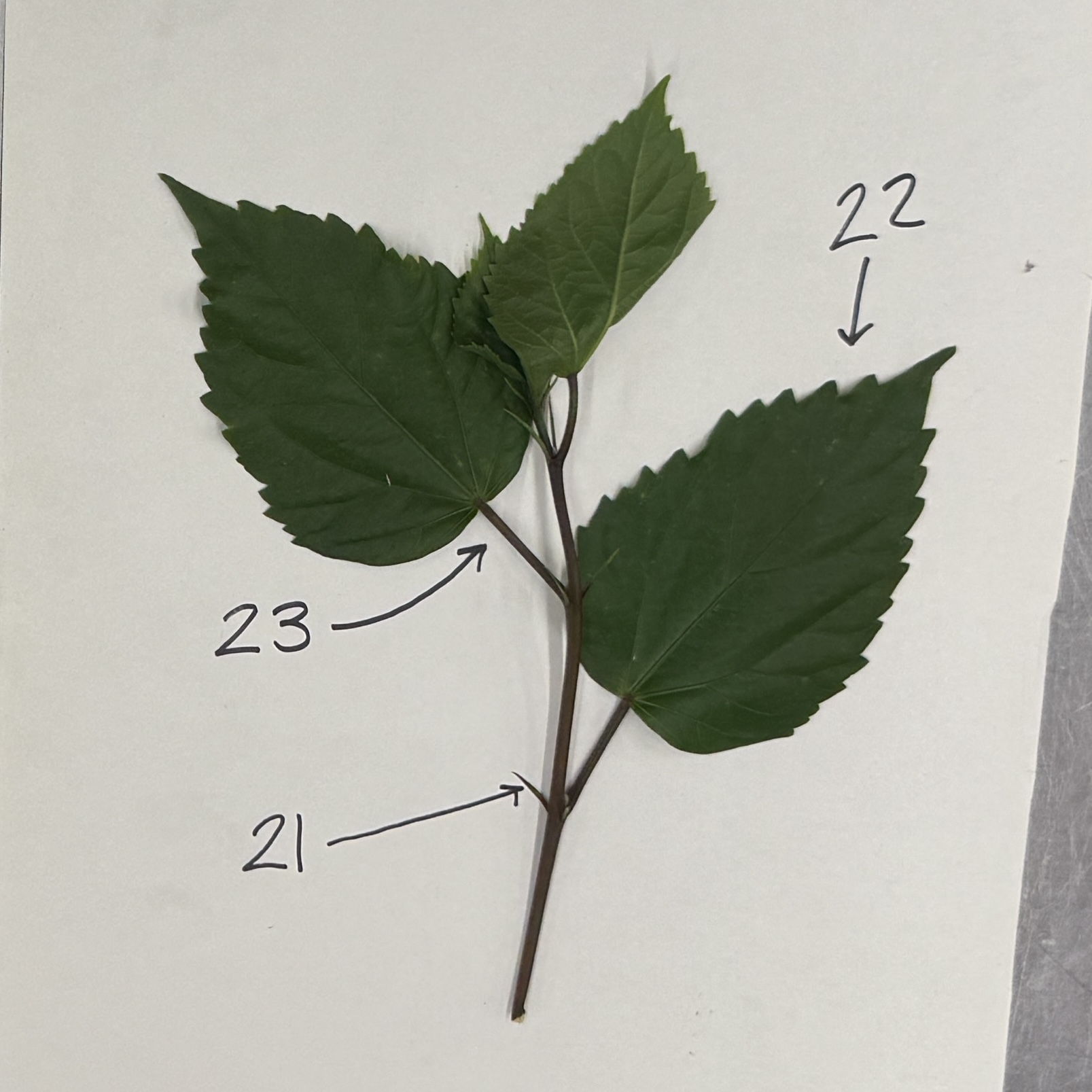 <p>Identify the leaf structures</p>