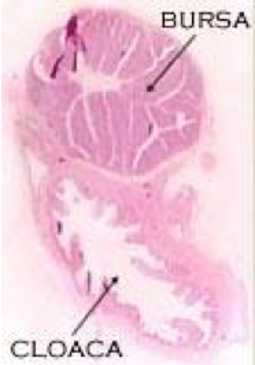 <p>little pouch dorsal to the cloaca</p>