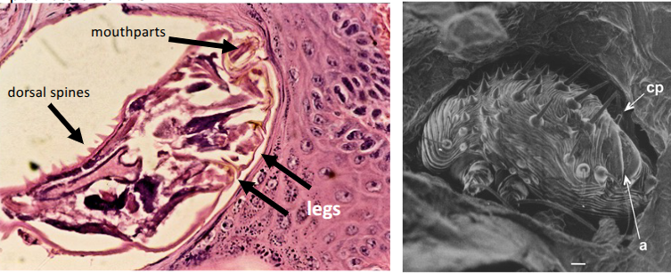 <p>each tunnel contains a single female mite - 3 eggs per day, hatch larvae within tunnels after 3-4 days</p><p>larvae exit tunnels and successive moulting to eight-legged protonymph, tritonymph and adults in pockets on skin&nbsp;</p><p>egg to adult in 14 days </p>
