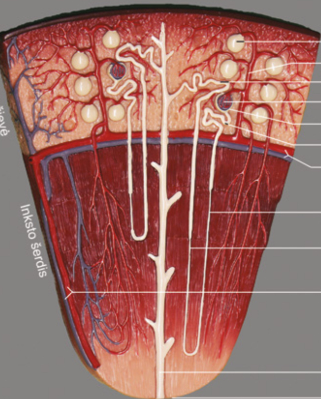 <p>Kas sudaro nefrono kuneli?</p>