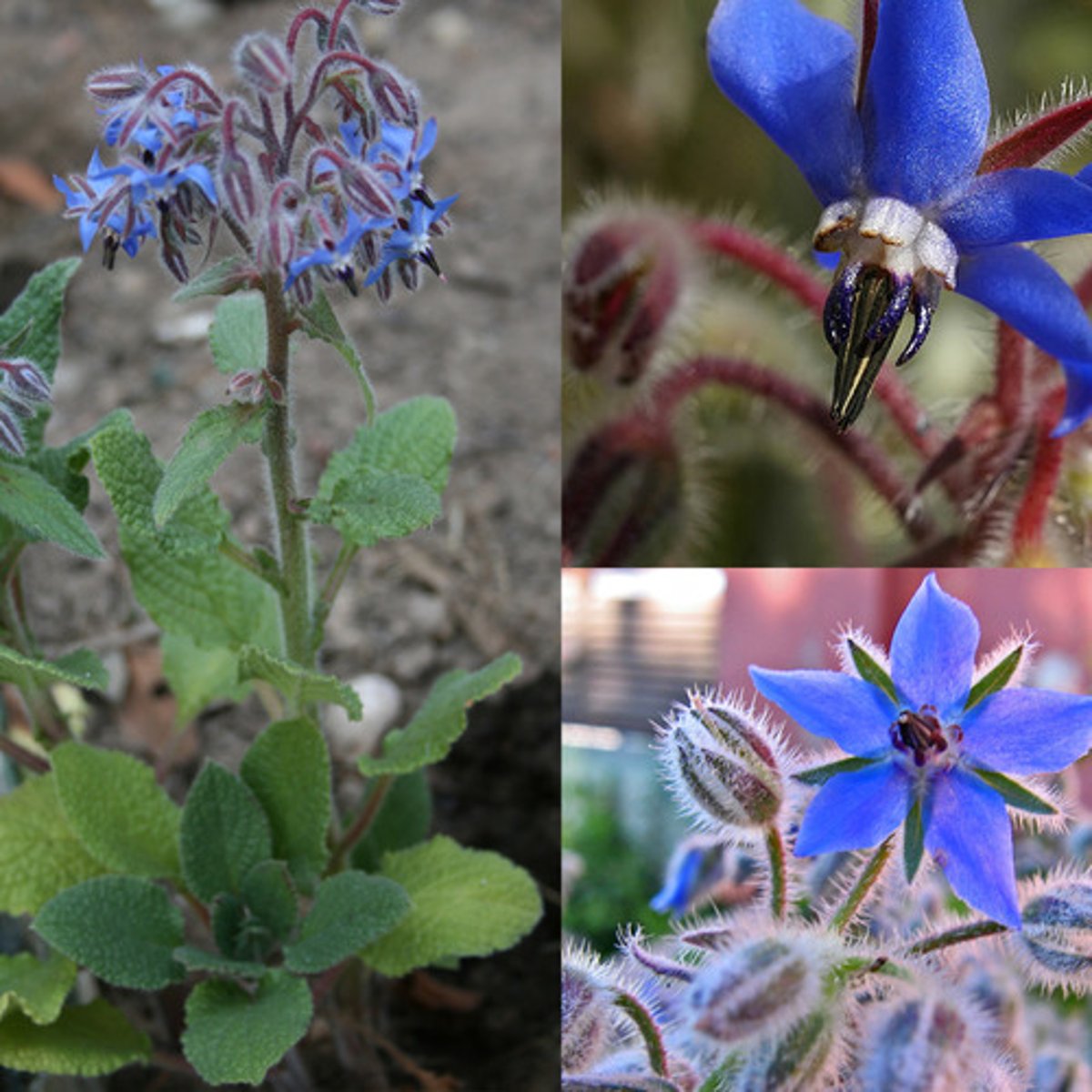 <p>borage, starflower</p>