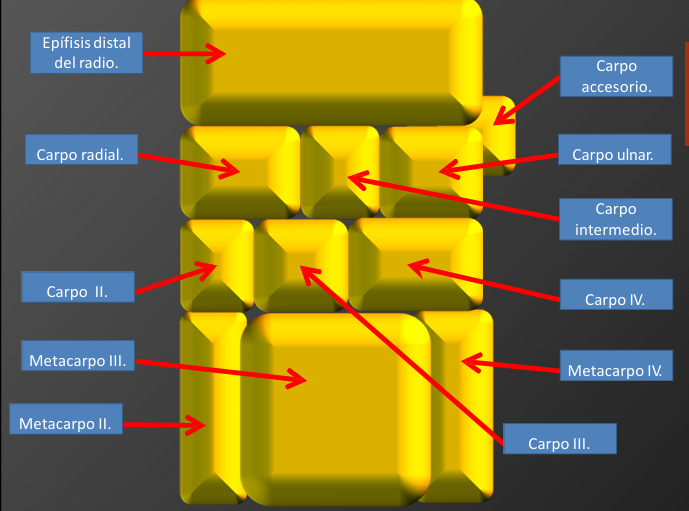 <ul><li><p>Radial</p></li><li><p><span style="font-family: Aptos, sans-serif; line-height: 115%;"><span>Intermedio</span></span></p></li><li><p><span style="font-family: Aptos, sans-serif; line-height: 115%;"><span>Ulnar,</span></span></p></li><li><p><span style="font-family: Aptos, sans-serif; line-height: 115%;"><span>Accesorio</span></span></p></li></ul><p></p>