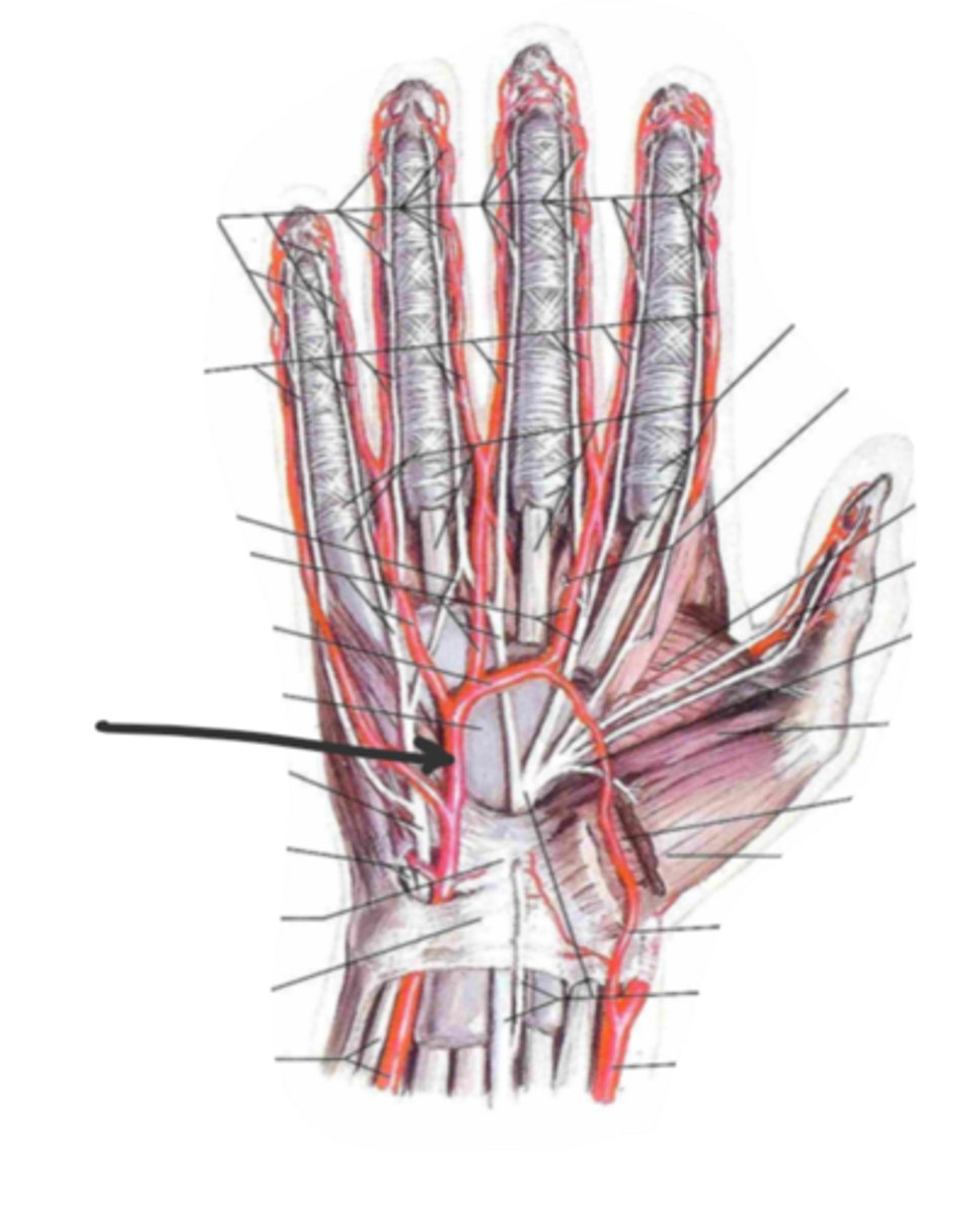 <p>identify the structure(s) indicated by the arrow</p>