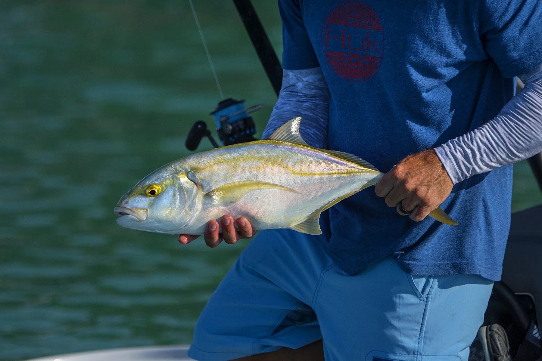 <p>yellow lower caudal</p><p>underparts yellow</p><p>body silvery greenish blue with yellow </p><p>The dorsal profile is yellowish and all fins have a yellow cast/hue — body is otherwise unmarked</p>