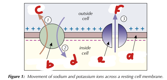 <p>Label the Resting Neuron Cell Membrane (a→f)</p>