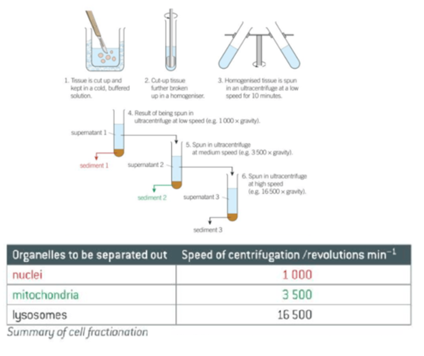 <p>- The process by which the fragments in the filtered homogenate are separated in a machine called a centrifuge.<br>- This spinds tubes of homegenate at very high speed in order to create a centrifugal force.<br>- For animal cells, the process is as follows:<br>1) The tube of filtrate is placed in the centrifuge and spun at a slow speed.<br>2) The heaviest organelles, the nuclei, are forced to the bottom of the tube, where they form a thin sediment or pellet.<br>3) The fluid at the top of the tube (supernatant) is removed, leaving just the sediment of nuclei.<br>4) The supernatent is transferred to another tube and spun in the centrifuge at a faster speed than before.<br>5) The next heavier organelles, the mitochondria, are forced to the bottom of the tube.<br>6) The process is continued in this way so that, at each increase in speed, the next heaviest organelle is sedimented and separated out.</p>