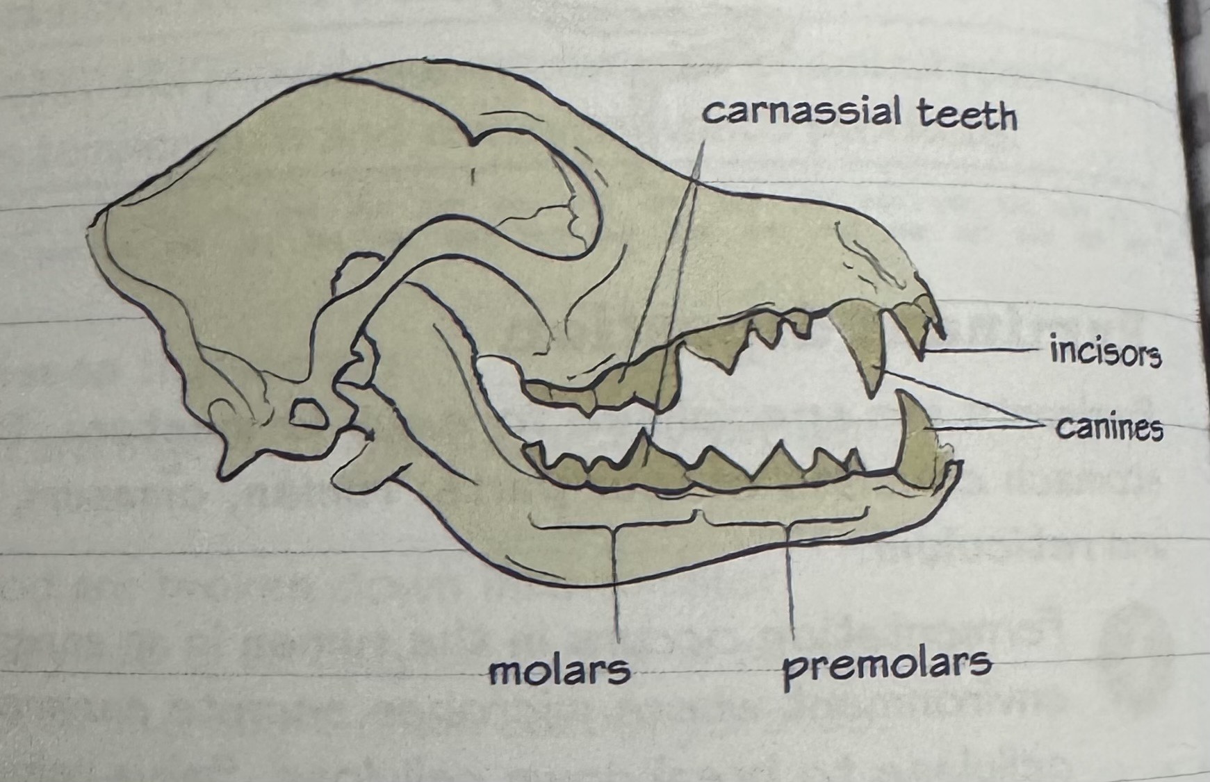 <p>canines - rip meat</p><p>carnassial teeth - paired, modified molars - shearing of meat - more efficient than tearing</p><p>no ability to digest cellulose - lack cellulase enzyme</p>
