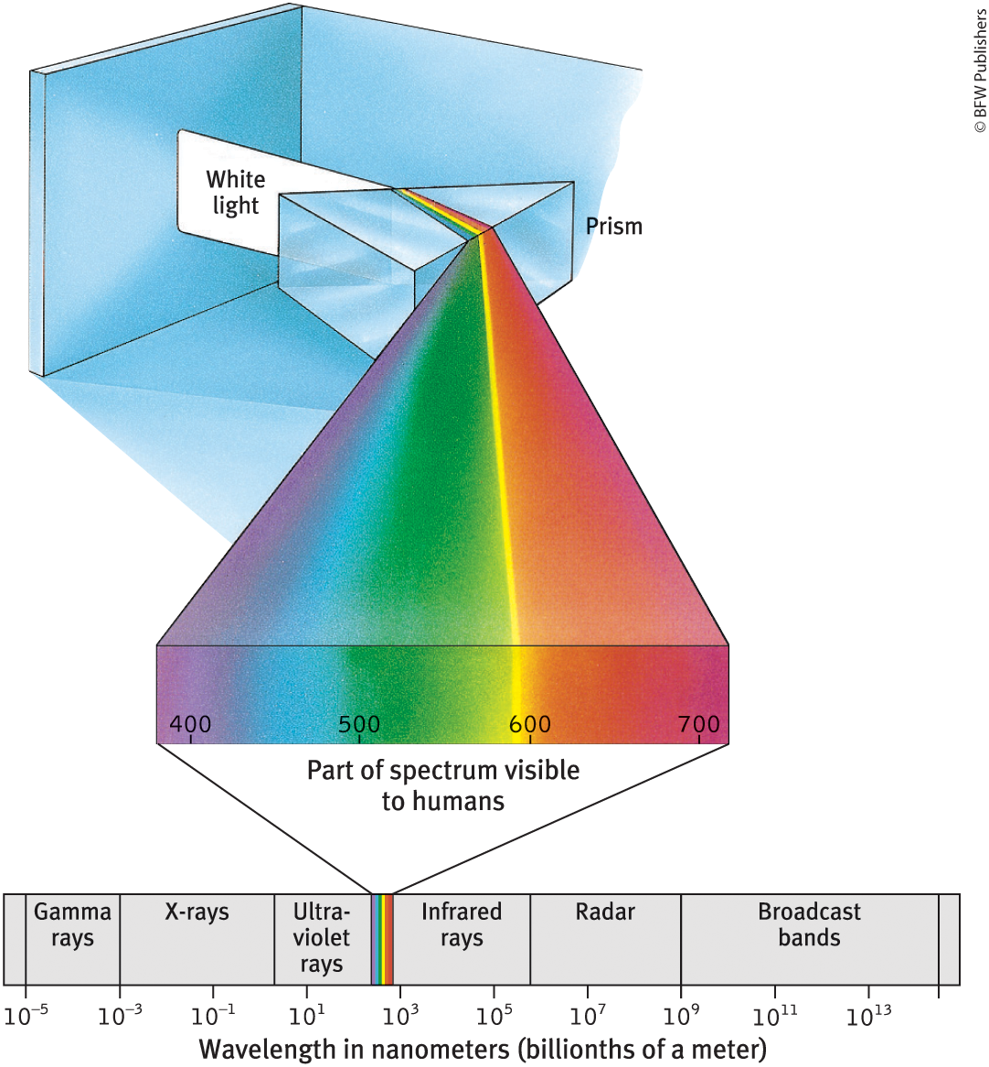 <p>distance from the peak of one light/sound wave to the peak of the next + <u>determines</u> <strong><u>hues</u></strong> → color</p>