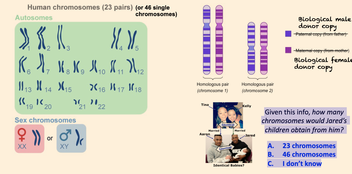 Given this info, how many chromosomes would Jared’s children obtain from him?

 A. 23 chromosomes 

B. 46 chromosomes 

C. I don’t know