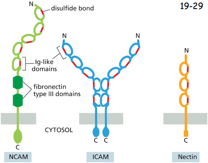 <p>Ca2+-independent Cell-Cell adhesion</p><p>Intracellular cell adhesion molecule (ICAM, middle) is expressed on endothelial cells and some other cell types, and binds heterophilically to an integrin on white blood cells.</p><p>Neural cell adhesion molecule (NCAM, left) is expressed in neurons and many other cell types, and mediates homophilic binding (not major but fine-tuning compared to cadherins).</p><p>Nectin is expressed in many cell types (right) and is often found at adherens junctions, where it interacts with cadherins to help establish and strengthen specific cell– cell interactions during tissue formation</p>