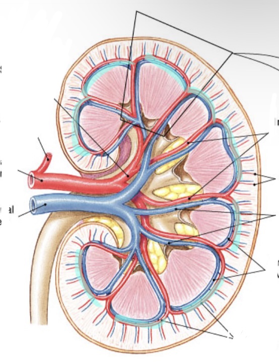 Artery is red, vein is blue 