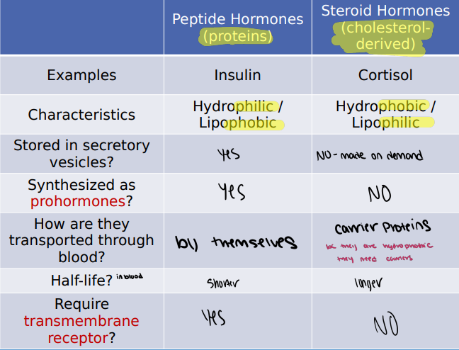 <p>Lipophillic: Fat soluble, intacellular, slow, requires carrier proteins</p><p>Lipophobic: Water soluble, cell membrane, fast, dissolves in plasma, activates </p>