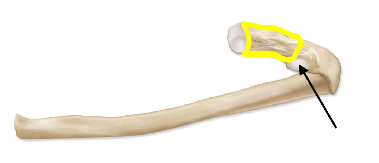 <p>What structure is highlighted </p>