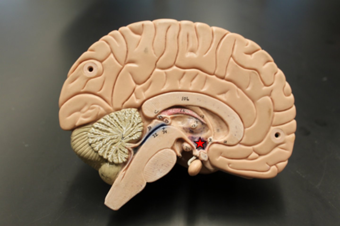<p>processes sensations related to smell</p>