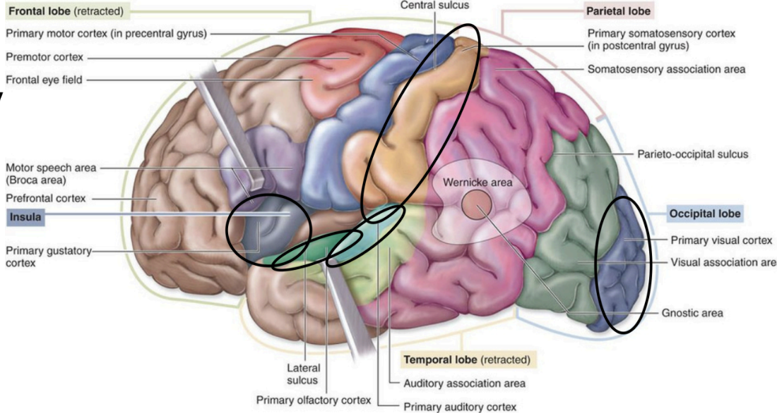 <p></p><ul><li><p><strong>Primary Somatosensory Cortex</strong> – </p><ul><li><p>Processes general <strong>sensory info</strong> </p></li></ul></li><li><p> <strong>Primary Visual Cortex</strong> – </p><ul><li><p>(occipital lobe) Processes <strong>visual info</strong></p></li></ul></li><li><p><strong>Primary Auditory Cortex</strong> – </p><ul><li><p>(temporal) Processes <strong>auditory info</strong></p></li></ul></li><li><p><strong>Primary Olfactory Cortex</strong> – </p><ul><li><p>(temporal) Processes <strong>olfactory info</strong> from the nasal cavities</p></li></ul></li><li><p><strong>Primary Gustatory Cortex</strong> –</p><ul><li><p>(insula)  Processes <strong>taste info</strong> </p></li></ul></li></ul><p></p>