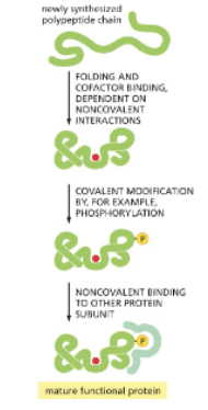 <ul><li><p>POST-TRANSLATIONAL MODIFICATIONS INCLUDE</p><ol><li><p>METHYLATION</p></li><li><p>ACETYLATION</p></li><li><p>PHOSPHORYLATION</p></li><li><p>UBIQUITINATION</p></li><li><p>GLYCOSYLATION</p></li></ol></li><li><p>MODIFICATIONS CAN AFFECT BINDING TO CO-FACTORS, STABILITY, AND SUBCELLULAR LOCALIZATION </p></li></ul><p></p>