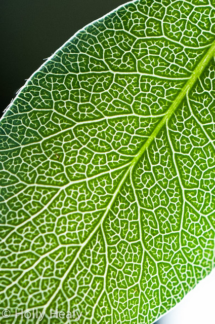 <p>Arrangement of veins on a leaf where they form a weblike/netlike structure </p>