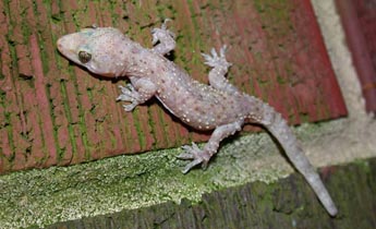 <p>Mediterranean Gecko</p>