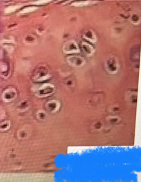 <p>What tissue is this?</p>