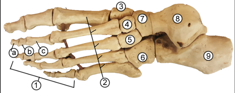 <p>What is/are &quot;b&quot;? (Specify of which body part)</p>