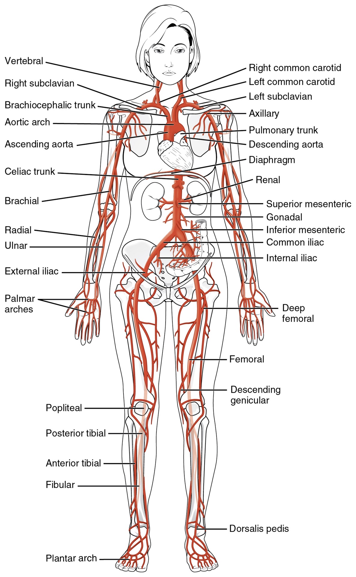 <p>The <strong>aorta</strong>, which is the largest</p>