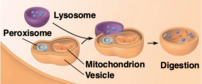 <p>Process where lysosomes break down damaged organelles</p>