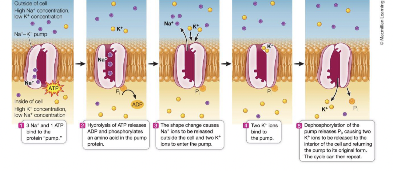 <p>requires direct hydrolysis of ATP to drive movement of specific ions against their concentration gradients </p>