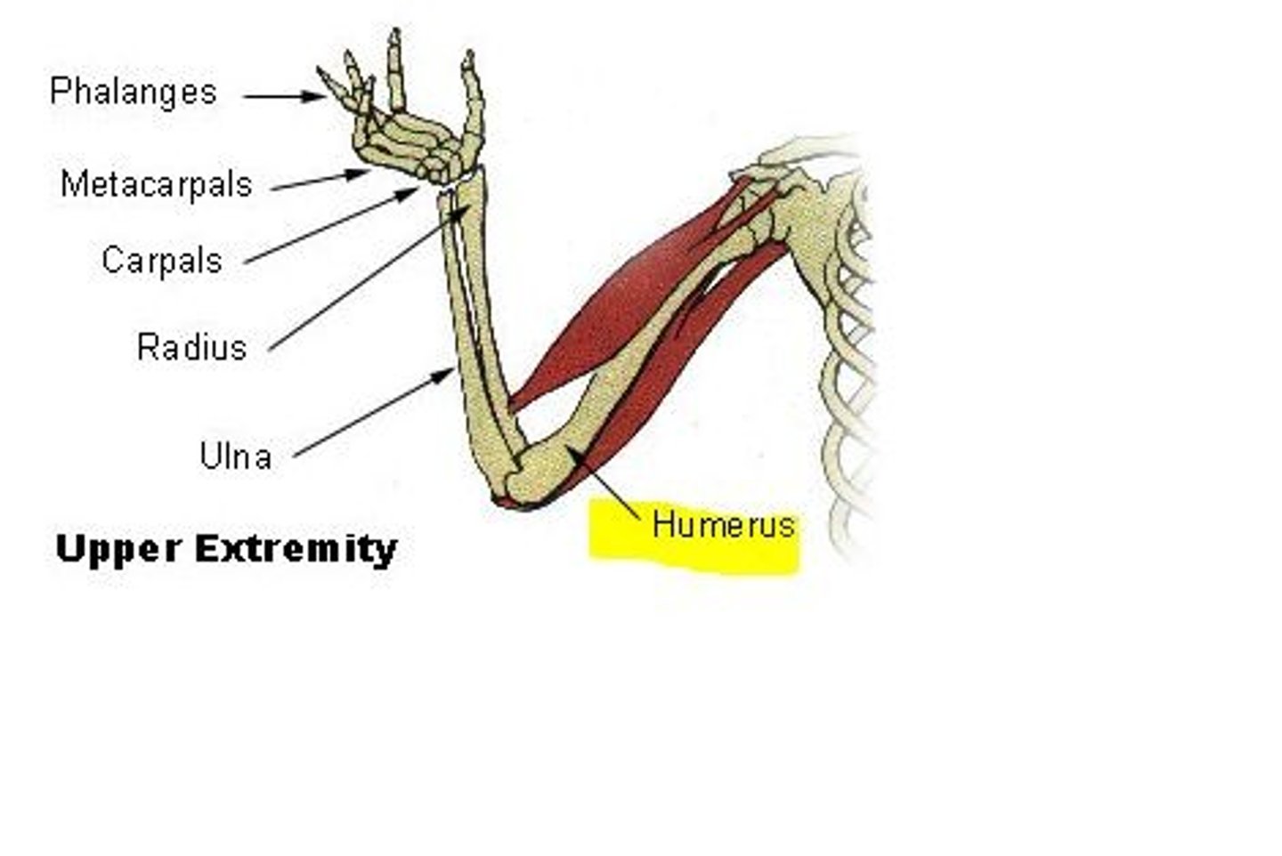 <p>humerus</p>