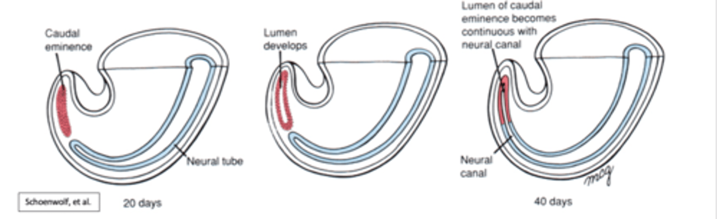<p>the cells of the neural plate form a cord-like structure that migrates inside the embryo and hollows to form the tube<br>-at more cranial levles, mesodermal tissue condenses to form caudal eminence</p>