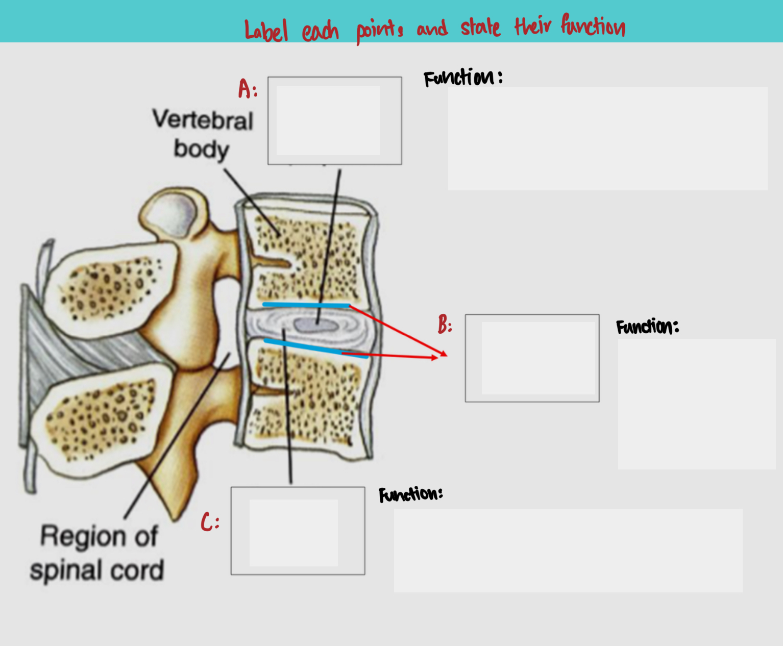 <p>Label and state their function</p>