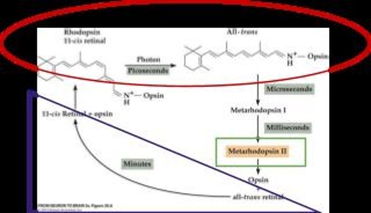 <p>It undergoes a change in 3D shape and initiates phototransduction.</p>