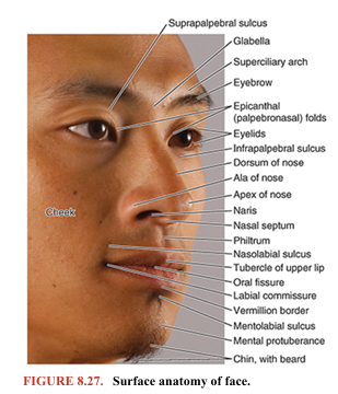 <p>Despite the apparently infinite variations that enable people to be identified as individuals, the features of the human face are constant (Fig. 8.27). The eyebrows (L. supercilia) are linear growths of hair overlying the supra orbital margin. The hairless region between the eyebrows overlies the glabella, and the prominent ridges that extend laterally on each side above the eyebrows are the superciliary arches.</p><p>The eyelids (L. palpebrae) are mobile, musculofibrous folds that overlie the eyeball. They are joined at each end of the palpebral fissure between the eyelids at the medial and lateral angles (canthi) of the eye. The epicanthal fold (epicanthus) is a fold of skin that covers the medial angle of the eye in some people, chiefly Asians. The depressions superior and inferior to the eyelids are the suprapalpebral and infrapalpebral sulci. The shape of the nose varies remarkably. The external nose presents a prominent apex and is continuous with the forehead at the root of the nose (bridge). The rounded anterior border between the root and apex is the dorsum of the nose. Inferior to the apex, the nasal cavity of each side opens anteriorly by a naris (plural = nares), bounded medially by the nasal septum and laterally by an ala (wing) of the nose. The lips surround the opening of the mouth, the oral fissure. The vermillion border of the lip marks the beginning of the transitional zone (commonly referred to as the lip) between the skin and mucous membrane of the lip. The skin of the transitional zone is hairless and thin, increasing its sensitivity and causing its color to be different (because of underlying capillary beds) from that of the adjacent skin of the face. The lateral junction of the lips is the labial commissure; the angle between the lips, medial to the commissure, that increases as the mouth opens and decreases as it closes is the angle of the mouth. The median part of the upper lip features a tubercle, superior to which is a shallow groove, the philtrum (G., love charm), extending to the nasal septum. The musculofibrous folds of the lips continue laterally as the cheek, which also contains the buccinator muscle and buccal fat-pad. The cheek is separated from the lips by the nasolabial sulcus, which runs obliquely between the ala of the nose and the angle of the mouth. These grooves are easiest to observe during smiling. The lower lip is separated from the mental protuberance (chin) by the mentolabial sulcus. The lips, cheeks, and chin of the mature male grow hair as part of the secondary sex characteristics, the beard.</p>