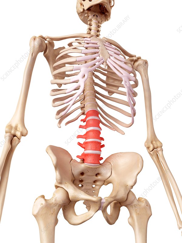 <p>the five large bones that form the lower part of the human spine, numbered L1 through L5</p>