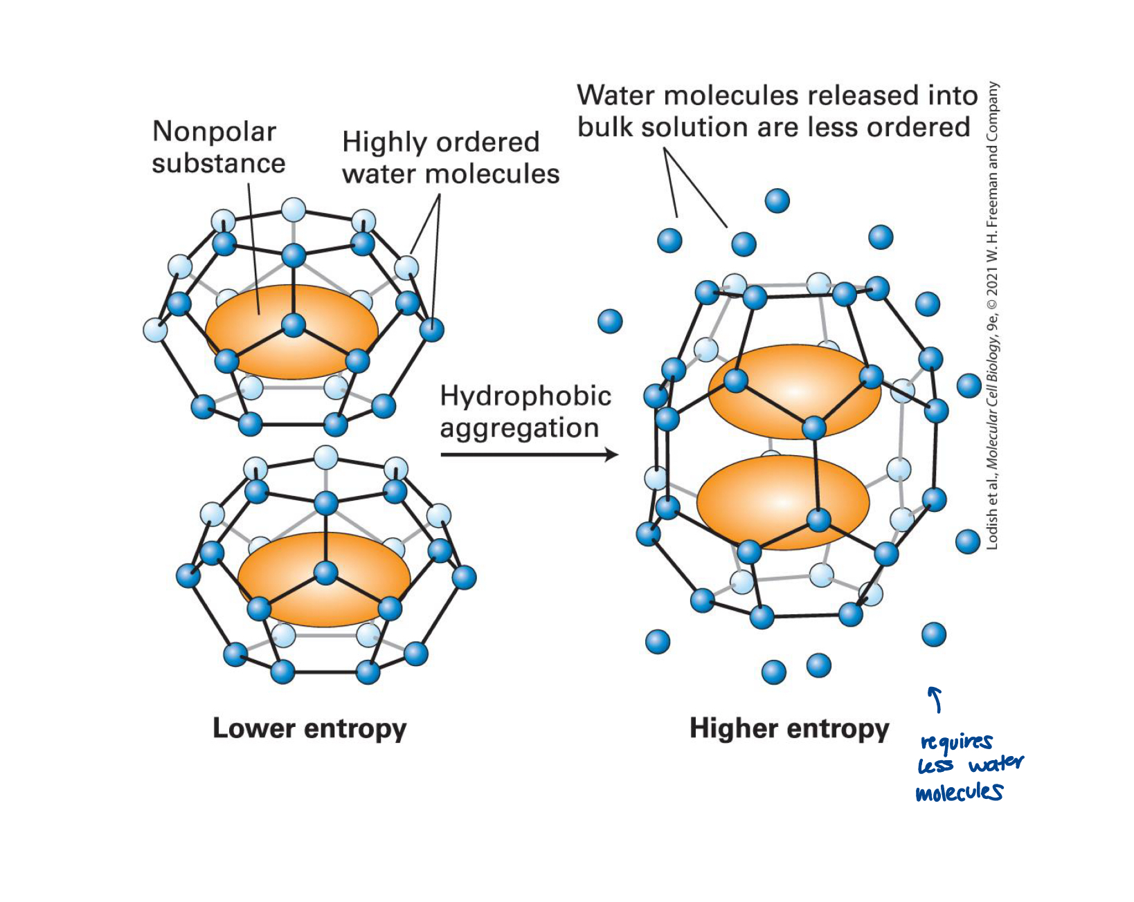<p>the effect of hydrophobicity </p><ul><li><p>water molecules surrounding hydrophobic molecules dispersed in water adopt a constrained, cage-like organization (low entropy)</p></li><li><p>if hydrophobic molecules coalesce, the total number of low entropy, constrained water molecules is reduced, and this net increase in entropy ultimately drives the formation of separate hydrophobic and aqueous phases</p></li><li><p>coalescence of hydrophobic molecules also favoured by weak non-covalent van der Waals intermolecular interactions</p></li></ul><p></p>