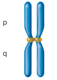 <p>The centromere is near the middle</p>
