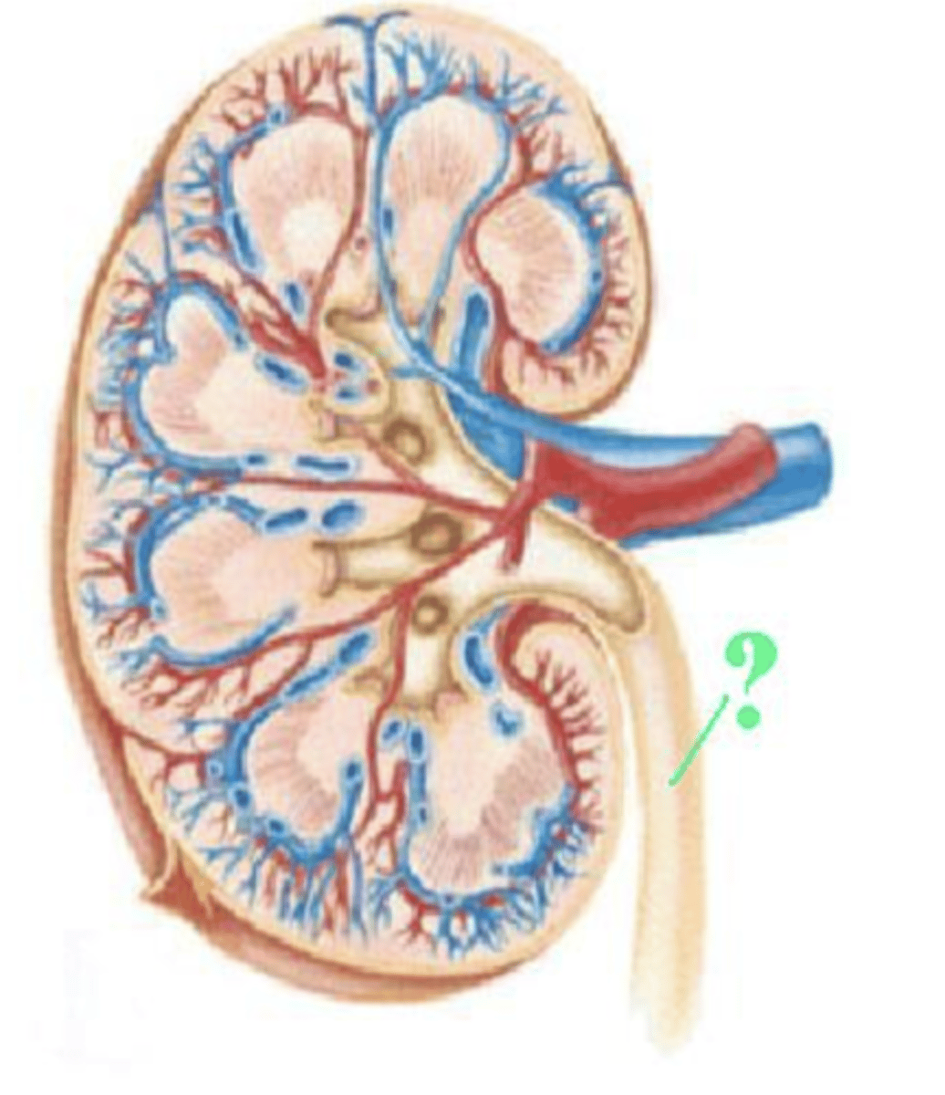 <p>ureter</p>
