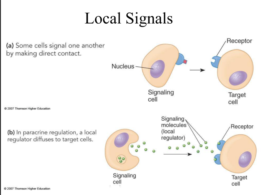<p>-Direct contact</p><p>-Paracrine regulation</p>