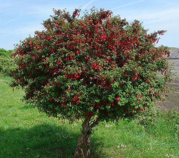 <p><strong>Fuchsia</strong></p><ul><li><p class="">Not native to Ireland</p></li><li><p class="">Pendant bell-shaped flowers (pink/purple)</p></li><li><p class="">Not cold-hardy (-10°C)</p></li></ul><p></p>